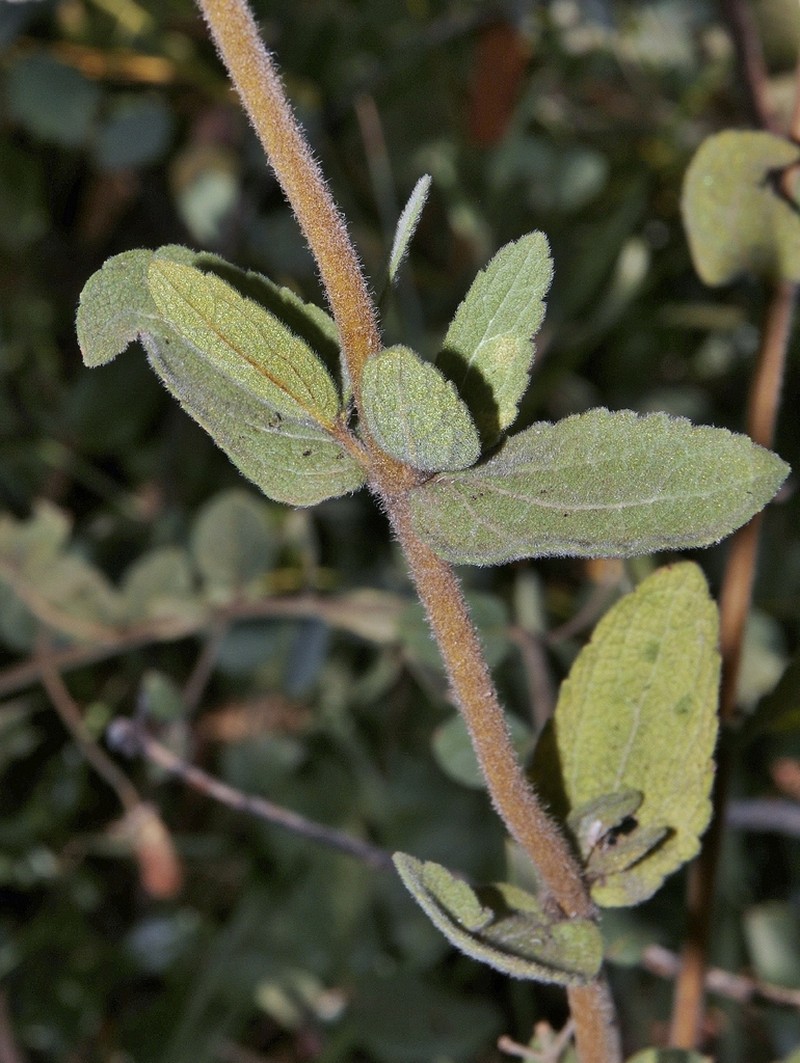 Chromolaena leucocephala photo 4