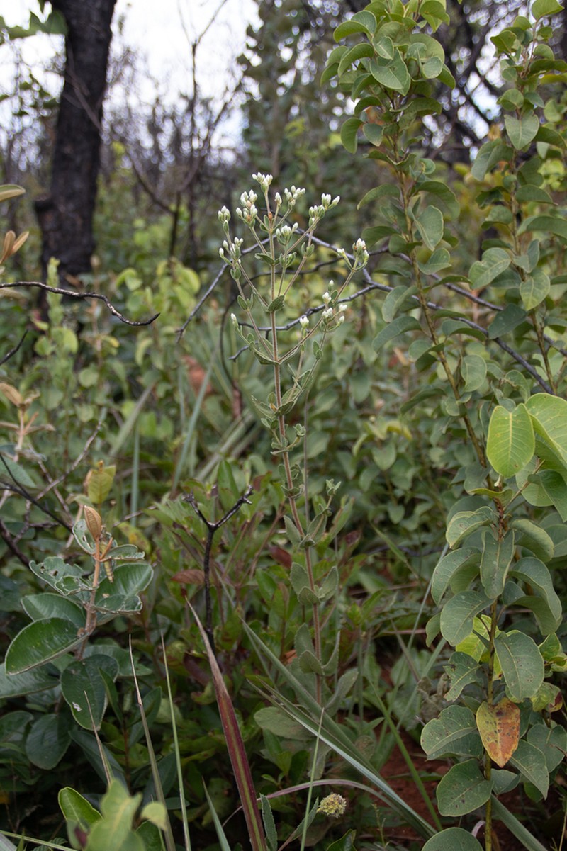 Chromolaena leucocephala photo 8