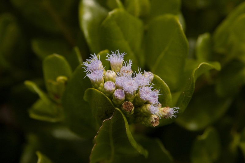 Chromolaena lucayana