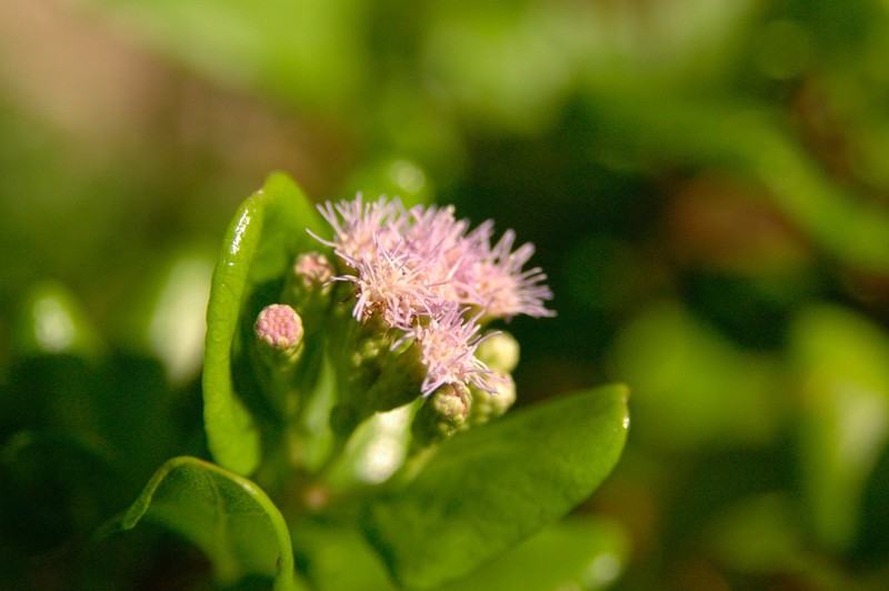 Chromolaena lucayana photo 2
