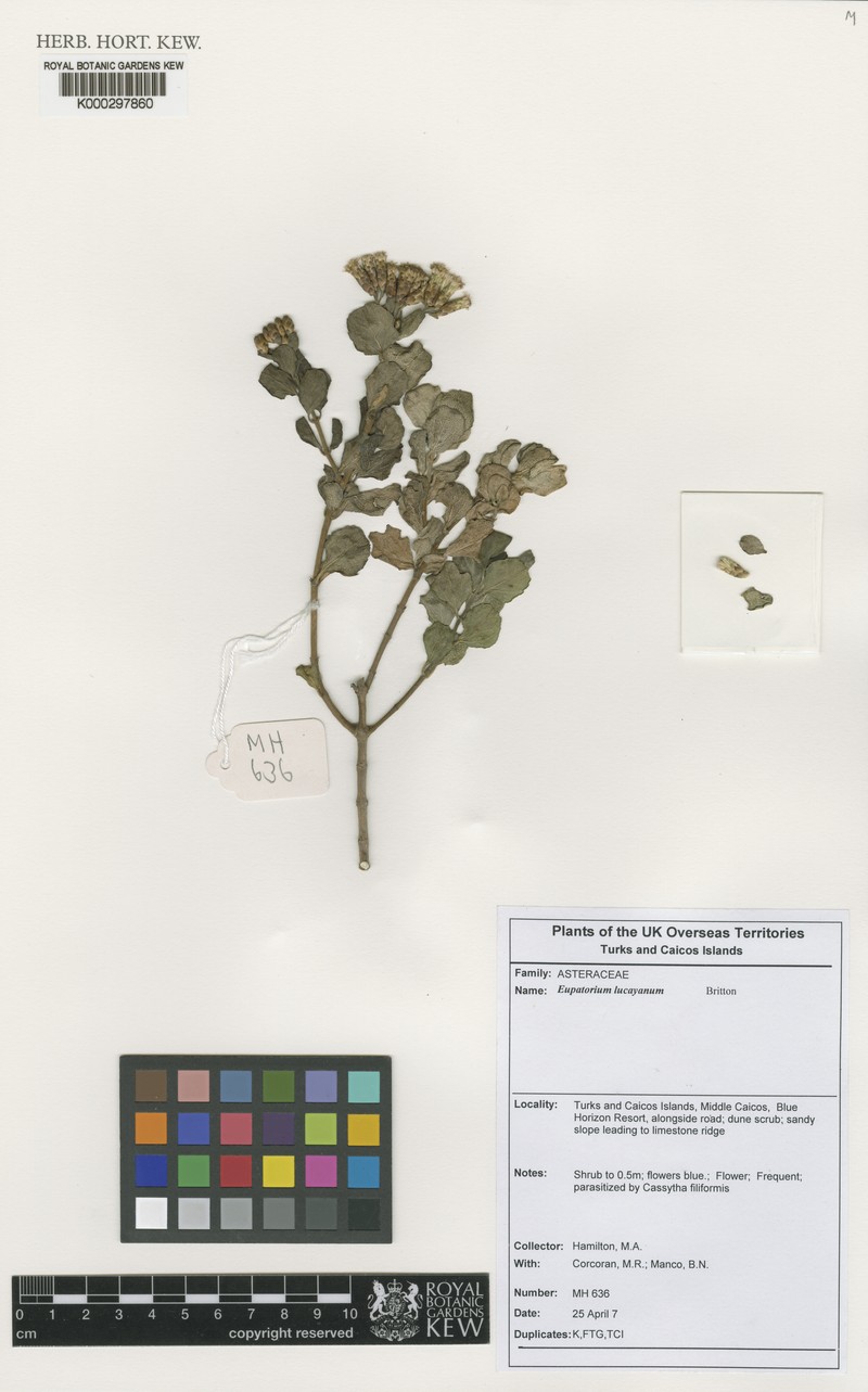 Chromolaena lucayana photo 3