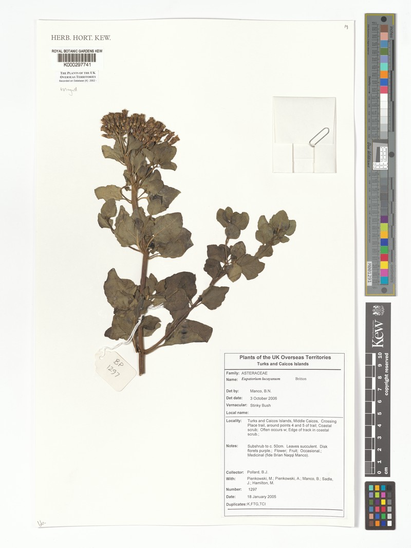 Chromolaena lucayana photo 4
