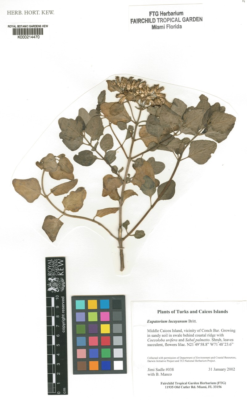 Chromolaena lucayana photo 5
