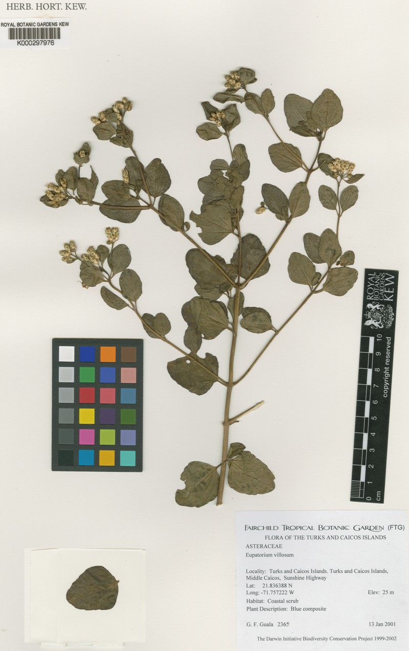 Chromolaena lucayana photo 6
