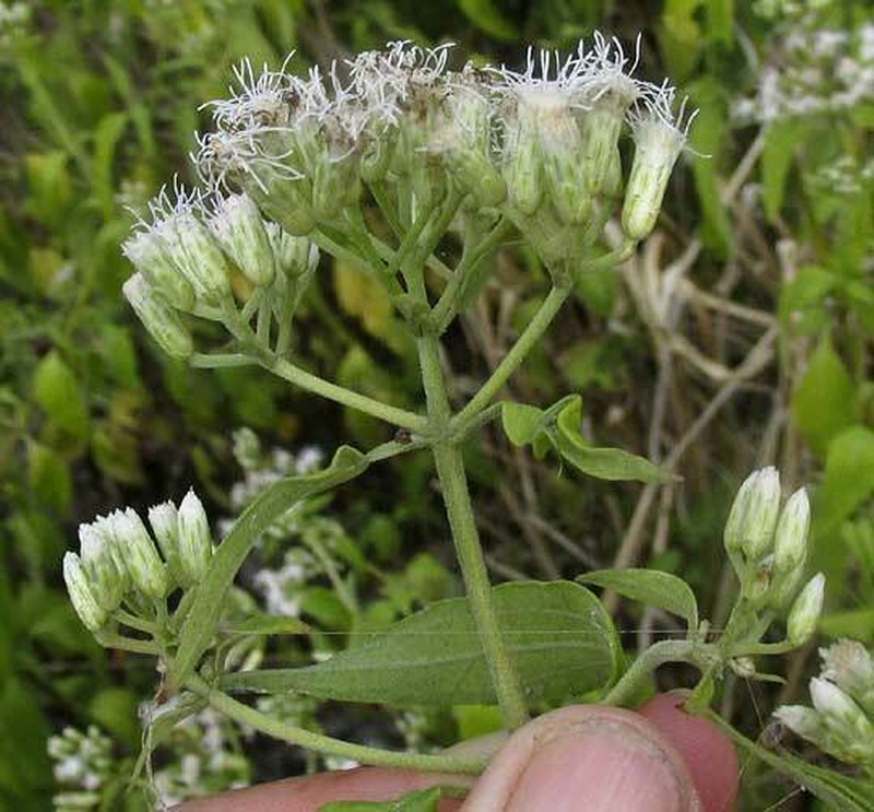 Chromolaena lundellii photo 2