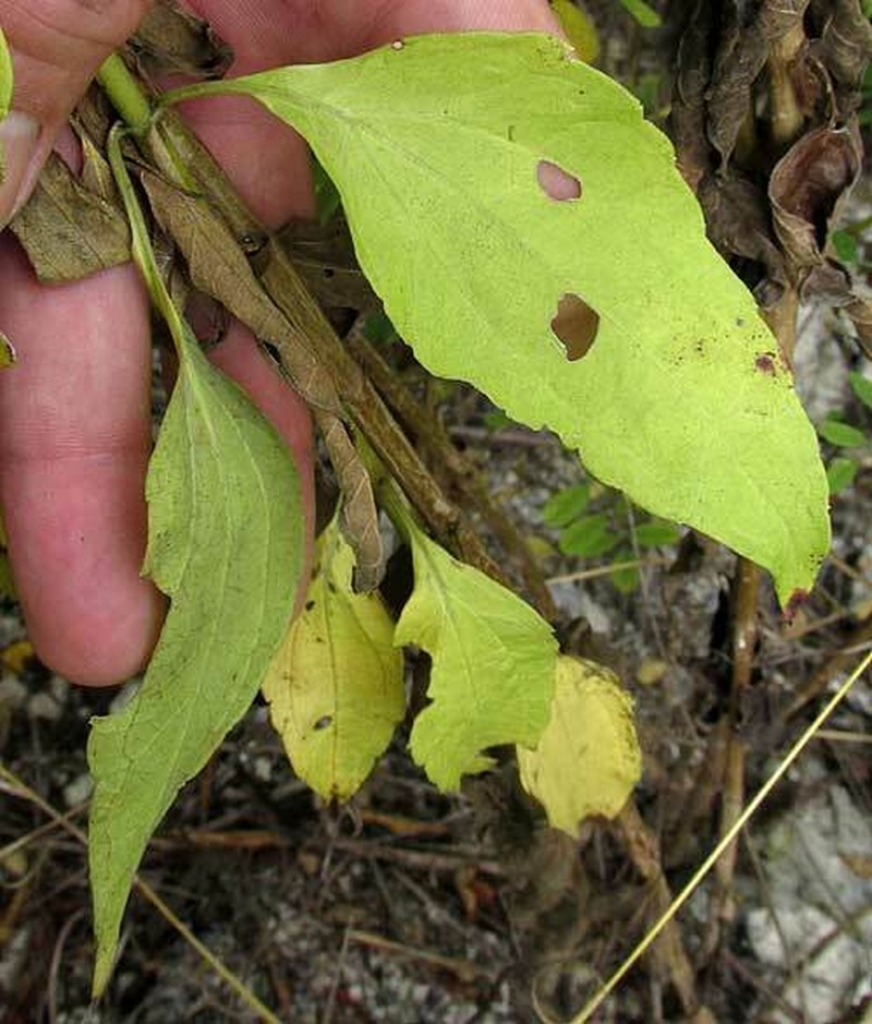Chromolaena lundellii photo 3