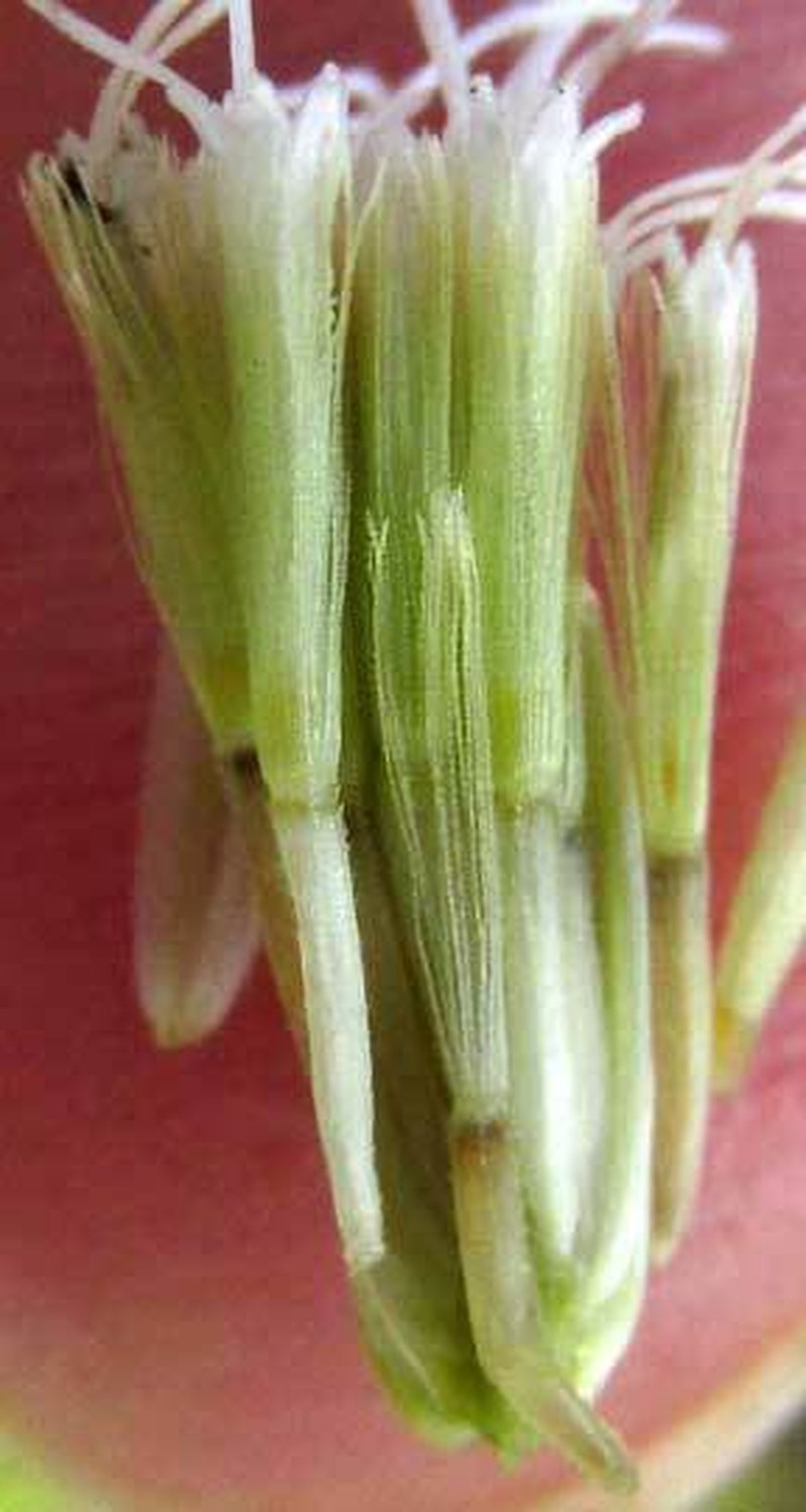 Chromolaena lundellii photo 5