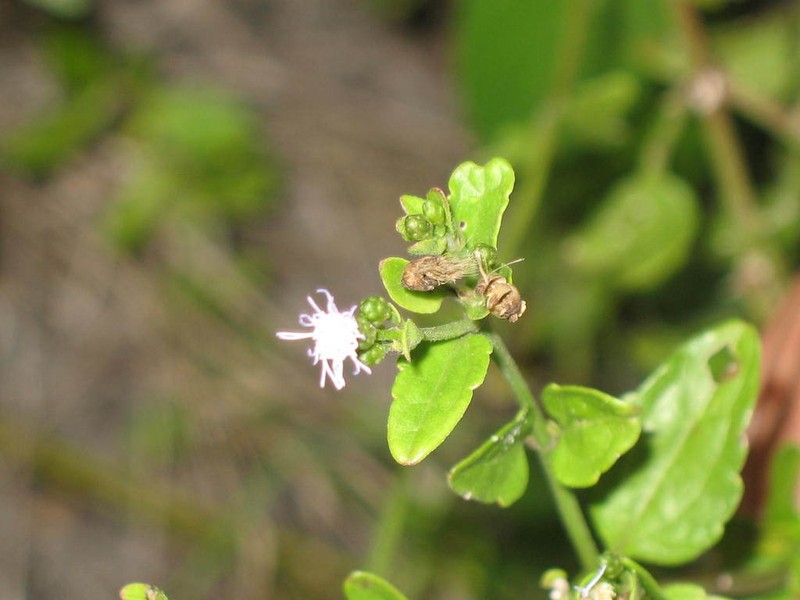 Chromolaena lundellii photo 6
