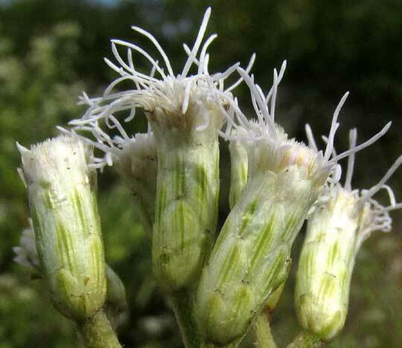 Chromolaena lundellii photo 7