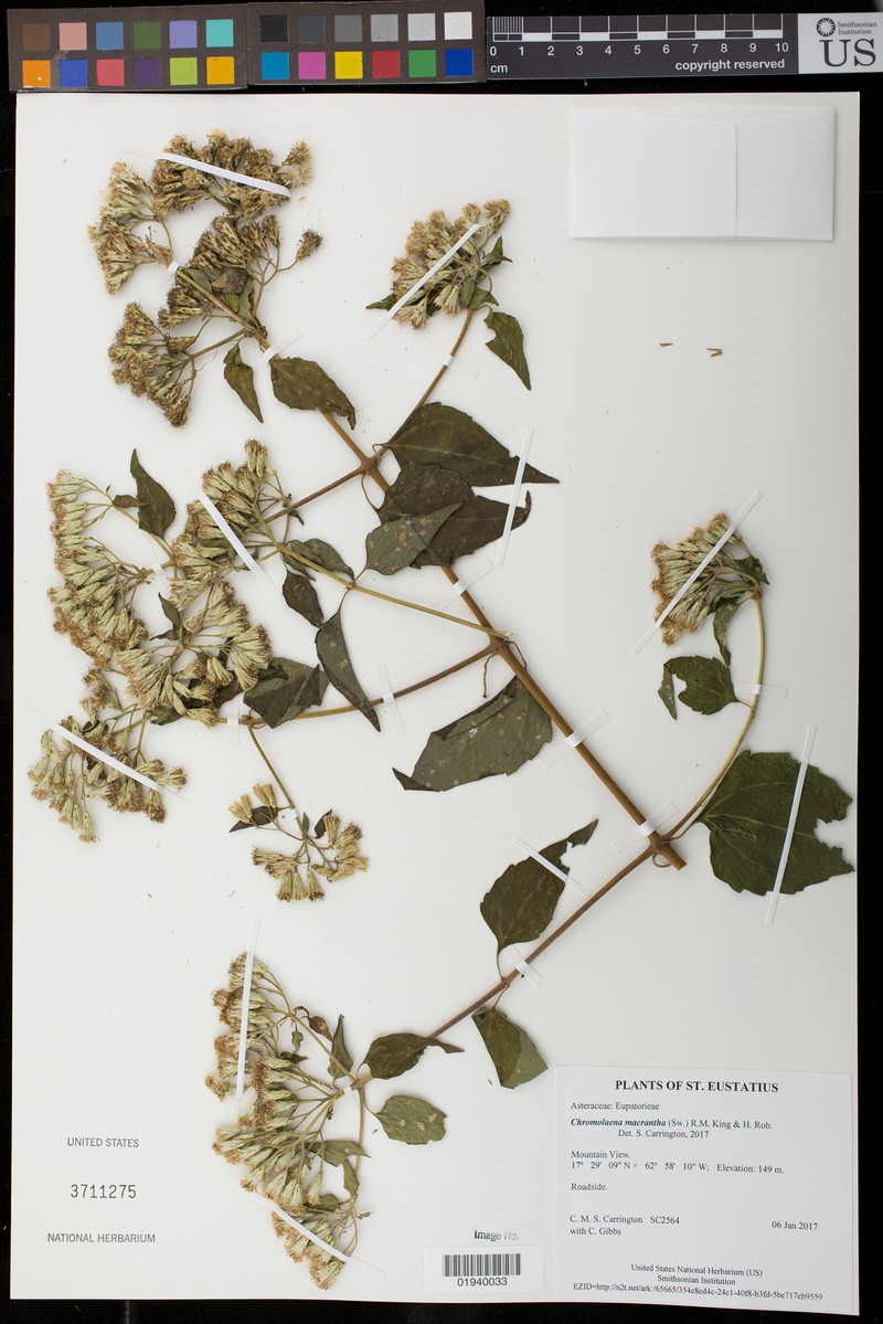 Chromolaena macrantha