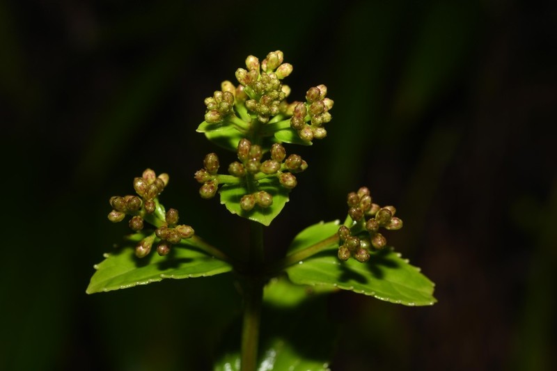 Chromolaena macrodon