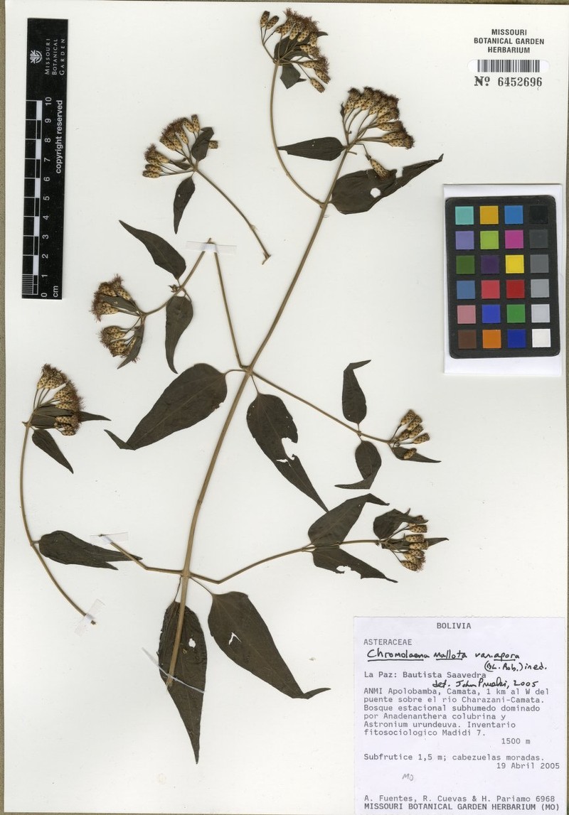 Chromolaena mallota