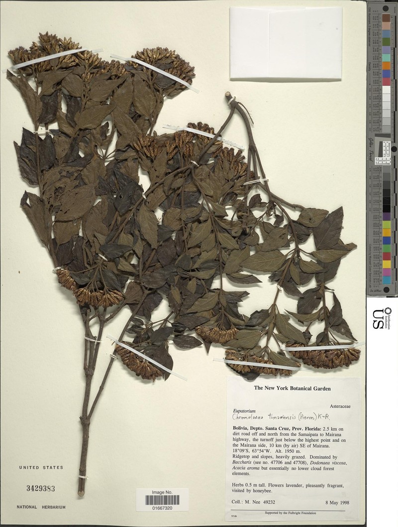 Chromolaena mallota photo 2