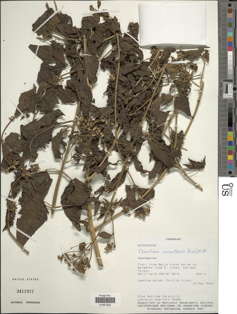 Chromolaena margaritensis