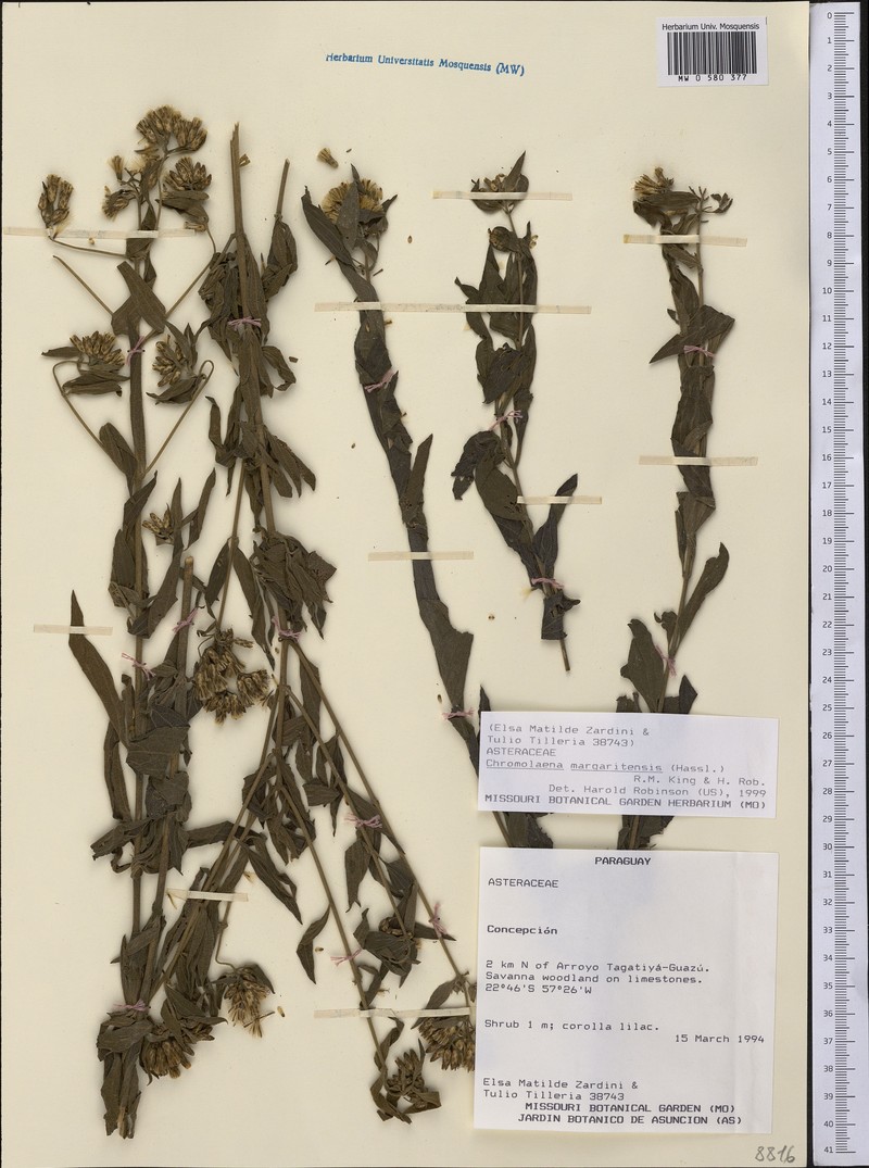 Chromolaena margaritensis photo 2