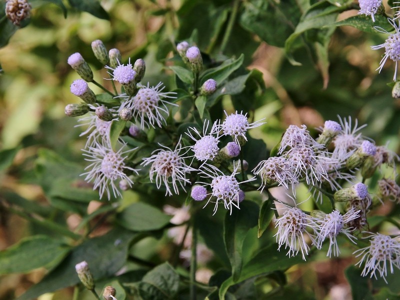 Chromolaena maximiliani