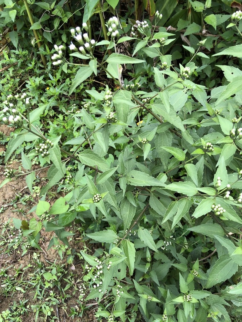 Chromolaena maximiliani photo 2