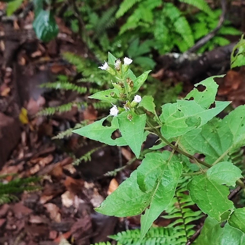 Chromolaena maximiliani photo 3