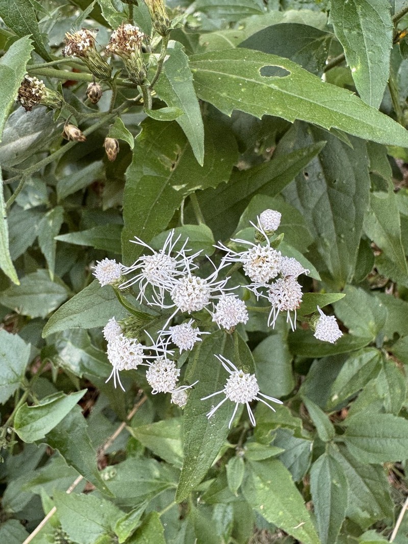 Chromolaena maximiliani photo 4