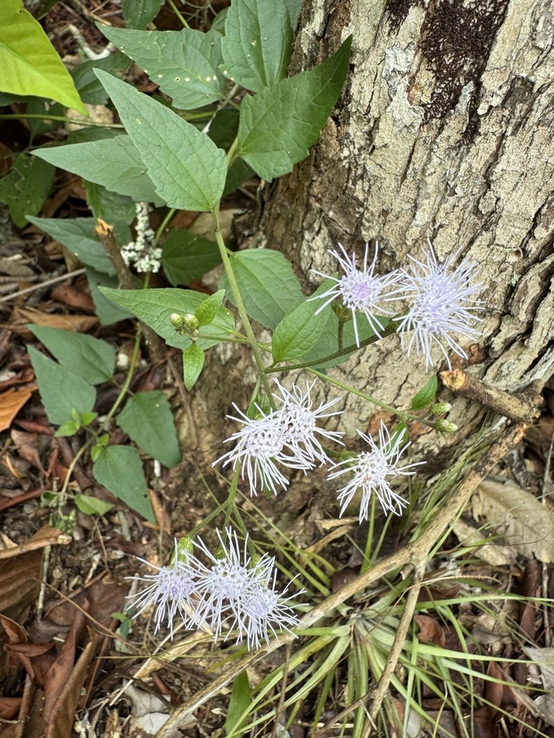 Chromolaena maximiliani photo 5