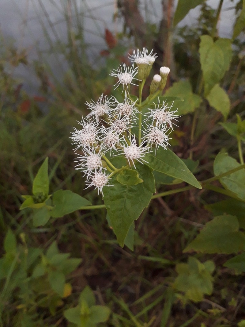 Chromolaena maximiliani photo 8