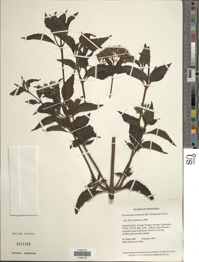 Chromolaena meridensis