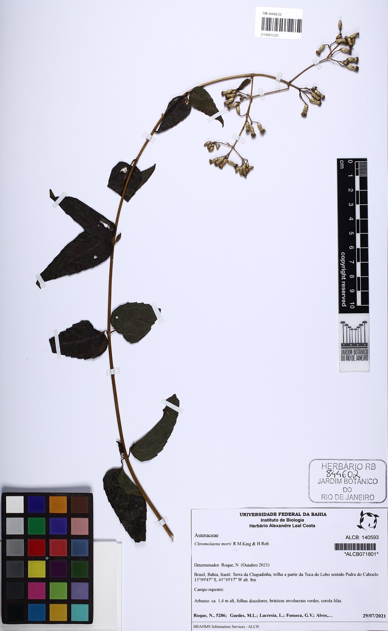 Chromolaena morii