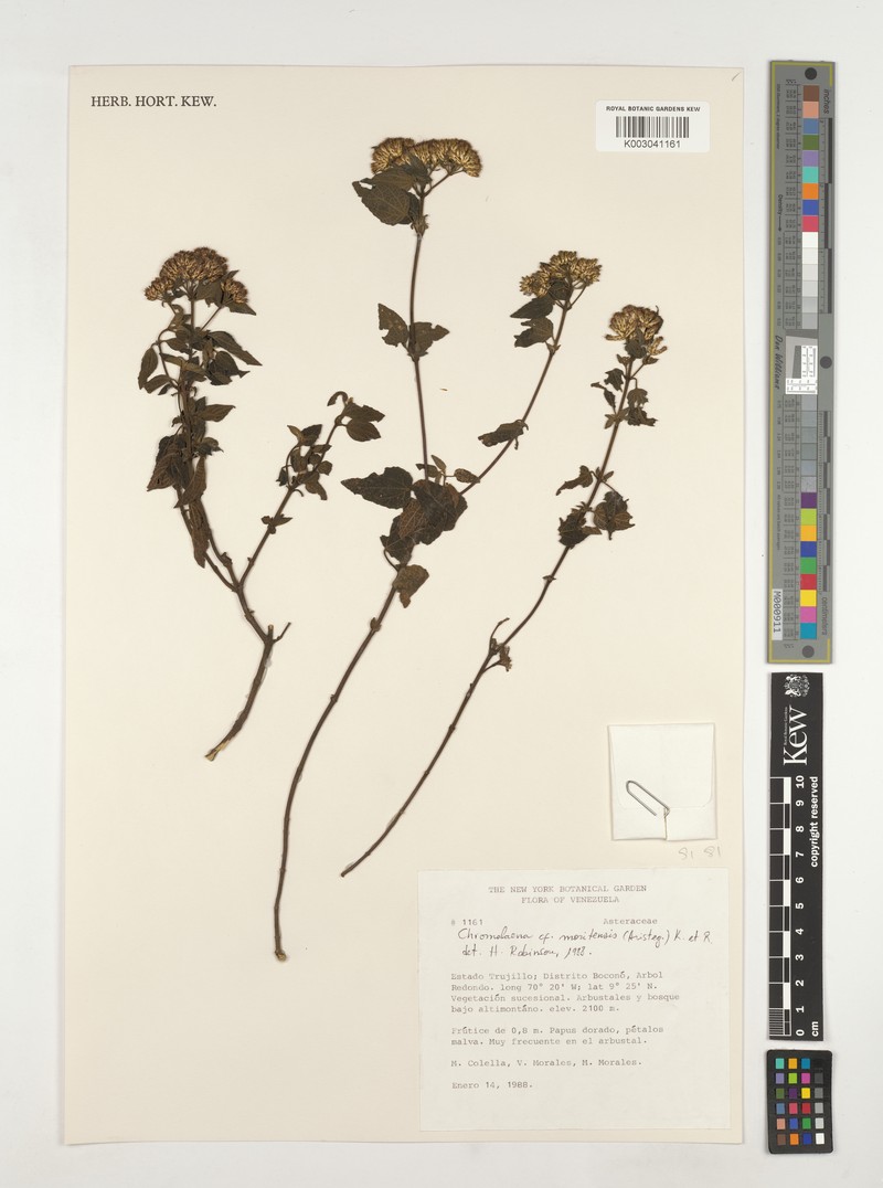 Chromolaena moritensis