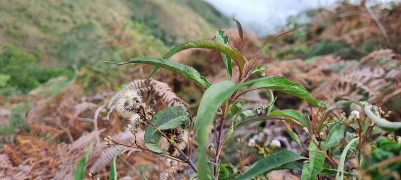 Chromolaena moritziana