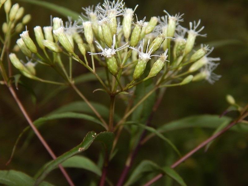 Chromolaena moritziana photo 2