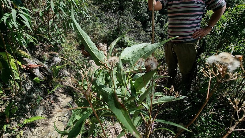 Chromolaena moritziana photo 3