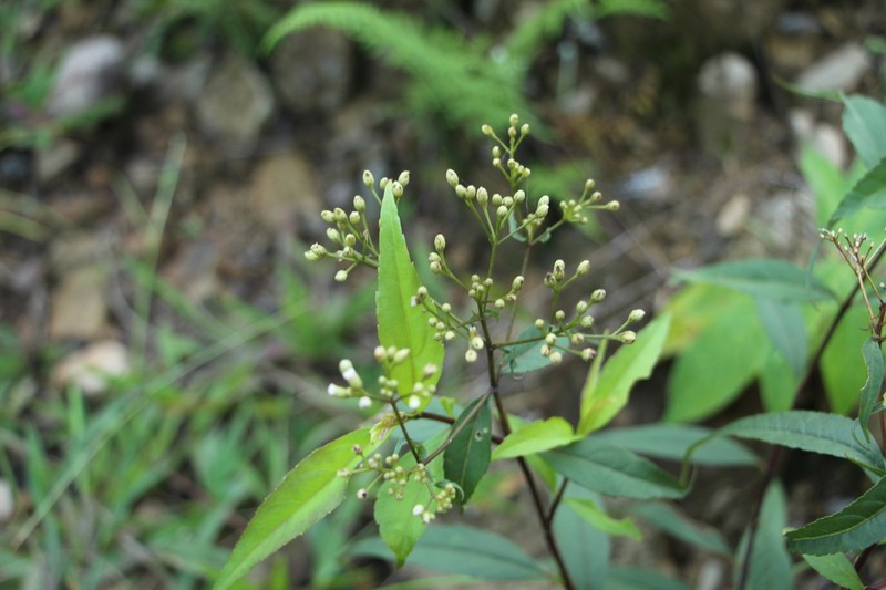 Chromolaena moritziana photo 4