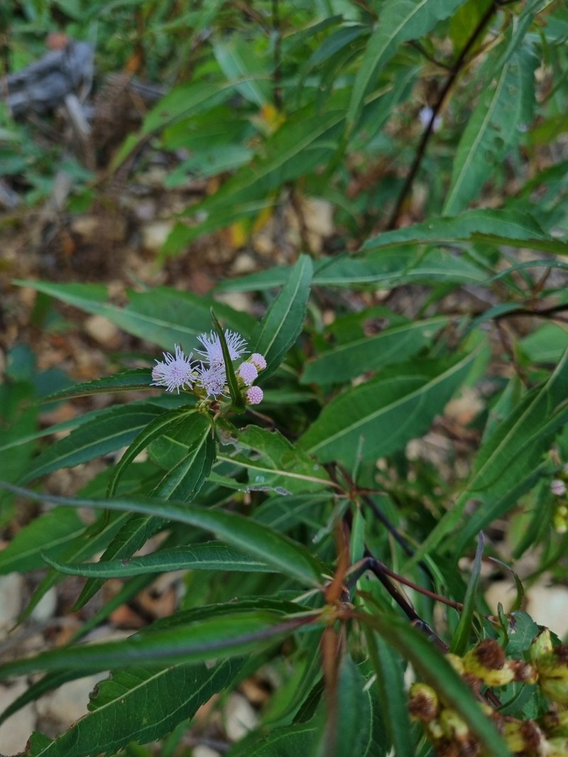 Chromolaena moritziana photo 5