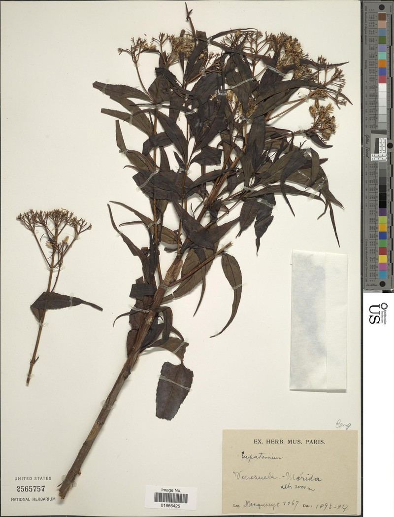 Chromolaena moritziana photo 7