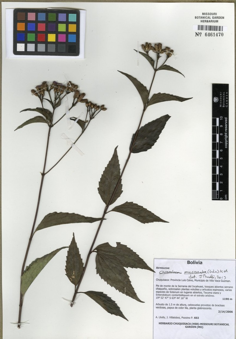 Chromolaena mucronata