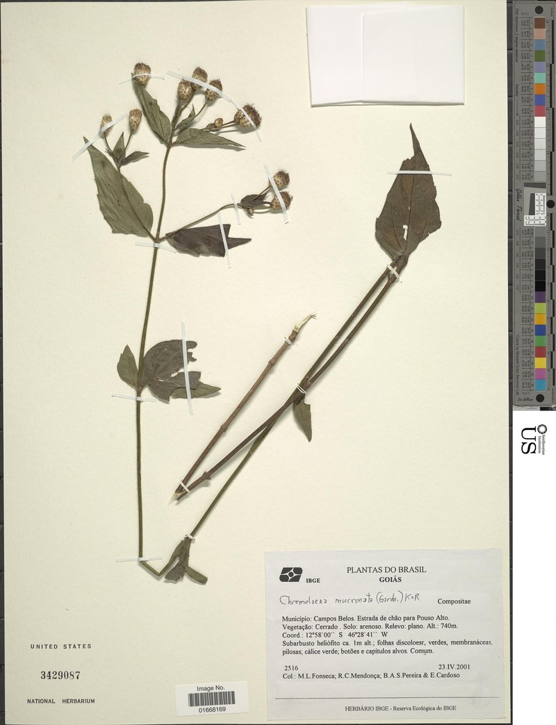 Chromolaena mucronata photo 2