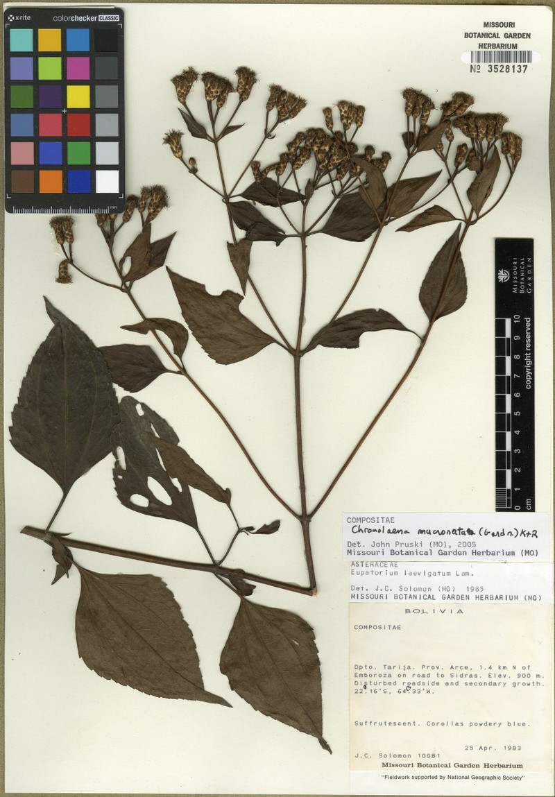 Chromolaena mucronata photo 3
