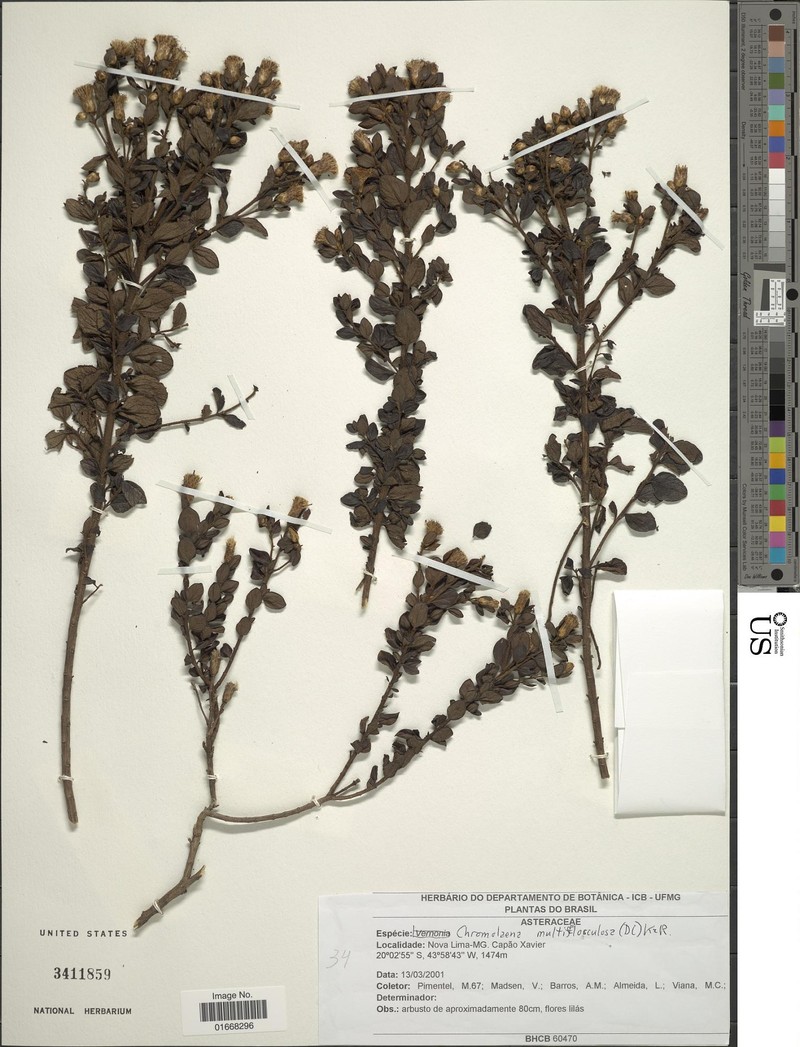 Chromolaena multiflosculosa