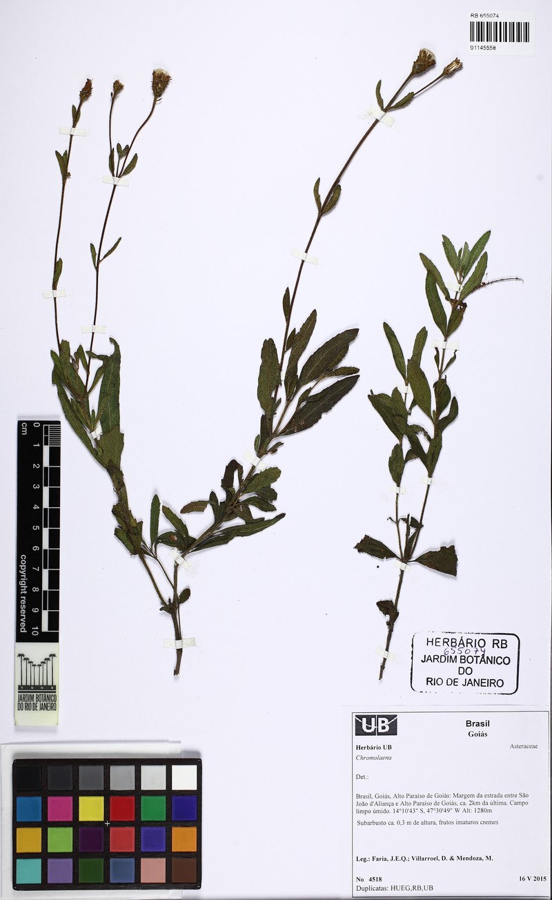 Chromolaena myriadenia