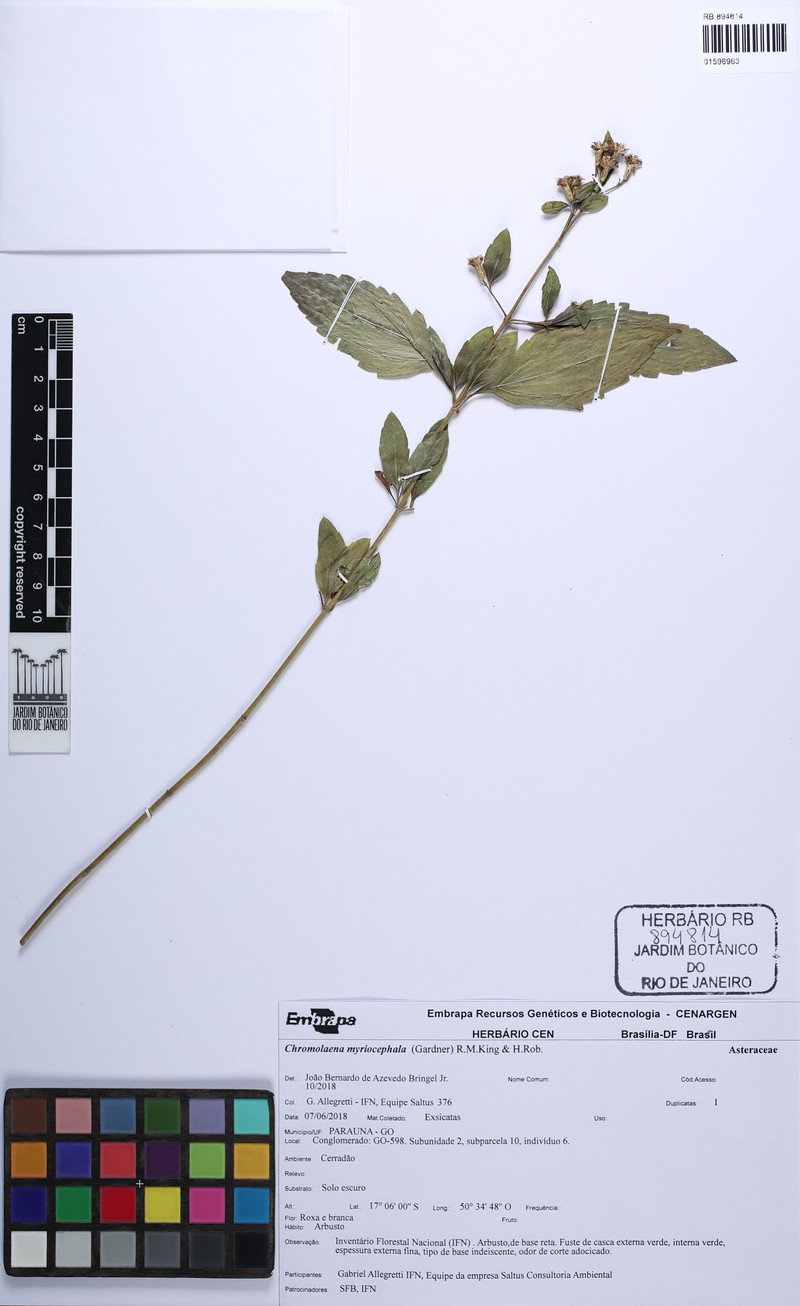 Chromolaena myriocephala
