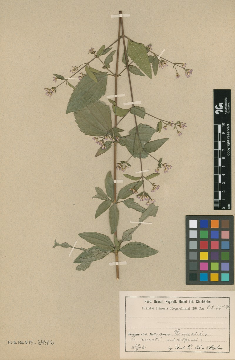 Chromolaena myriocephala photo 2