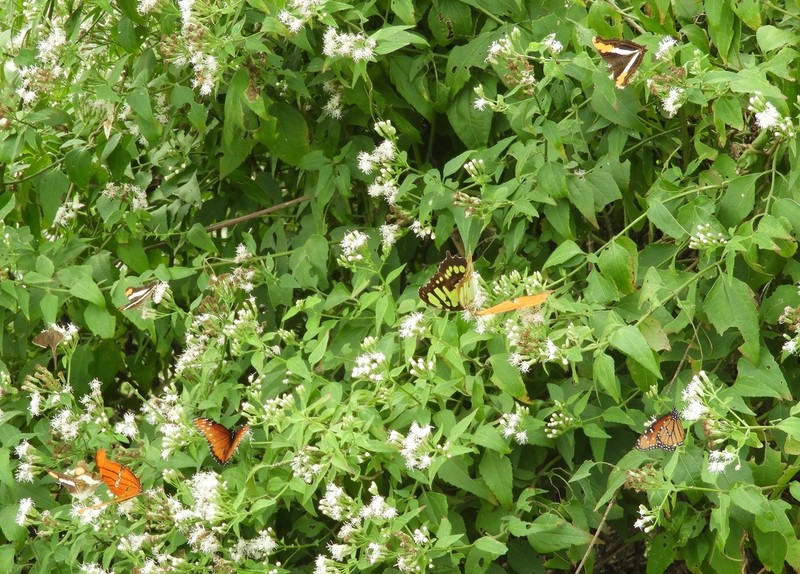 Jack In The Bush photo 4