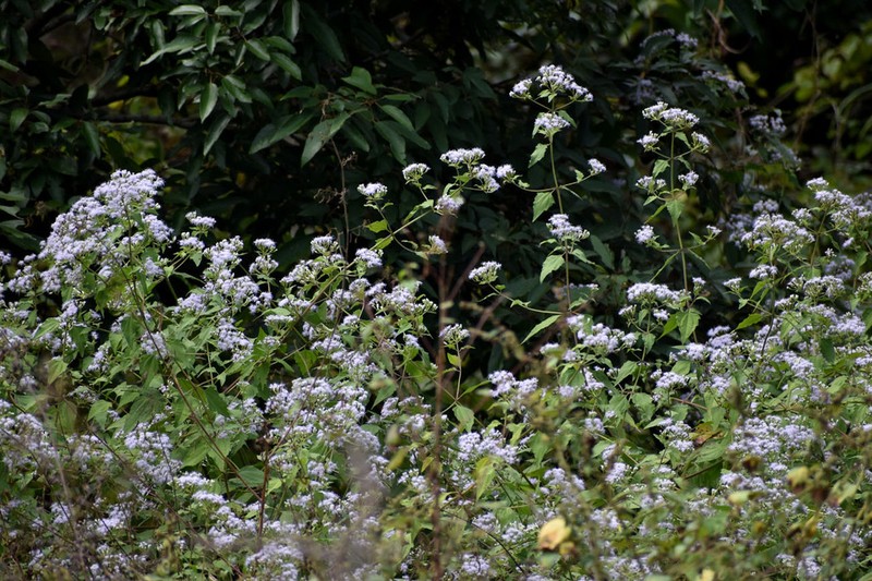 Jack In The Bush photo 7