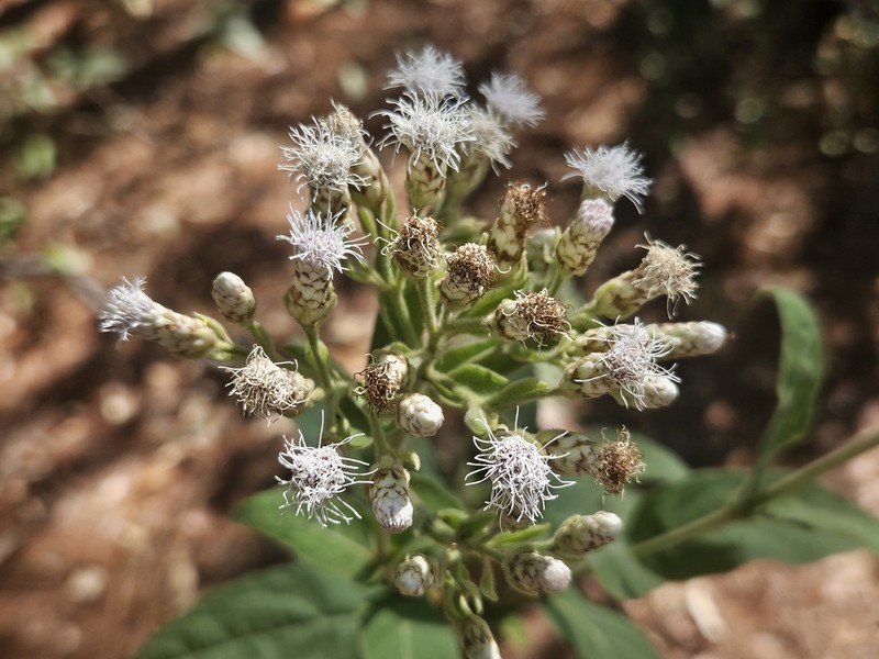 Chromolaena opadoclinia photo 2
