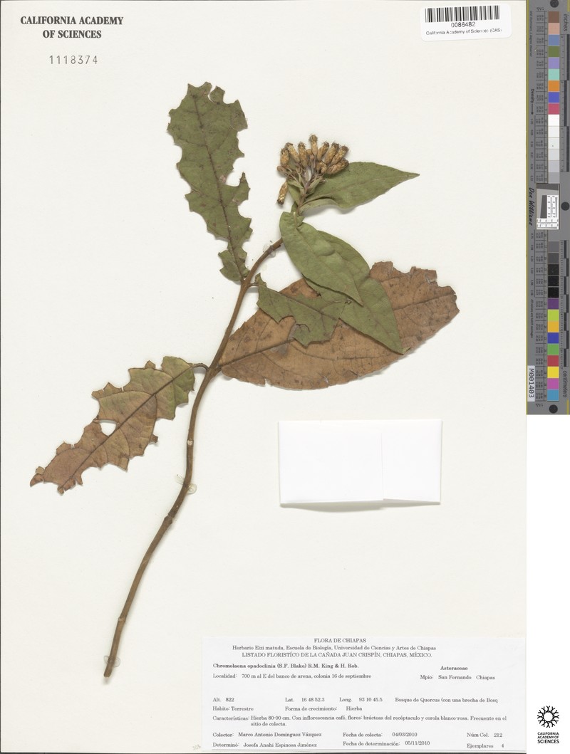 Chromolaena opadoclinia photo 4