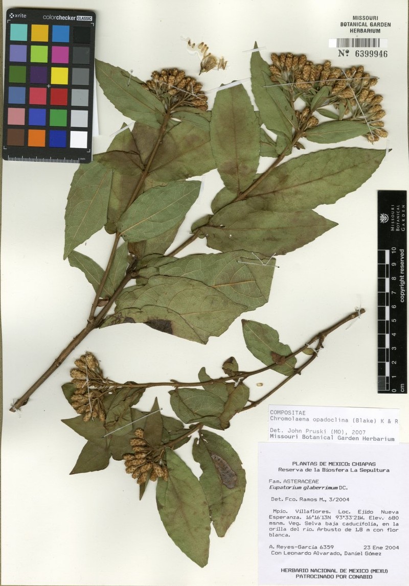 Chromolaena opadoclinia photo 5