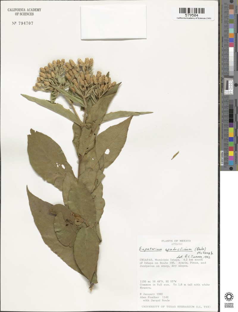 Chromolaena opadoclinia photo 6