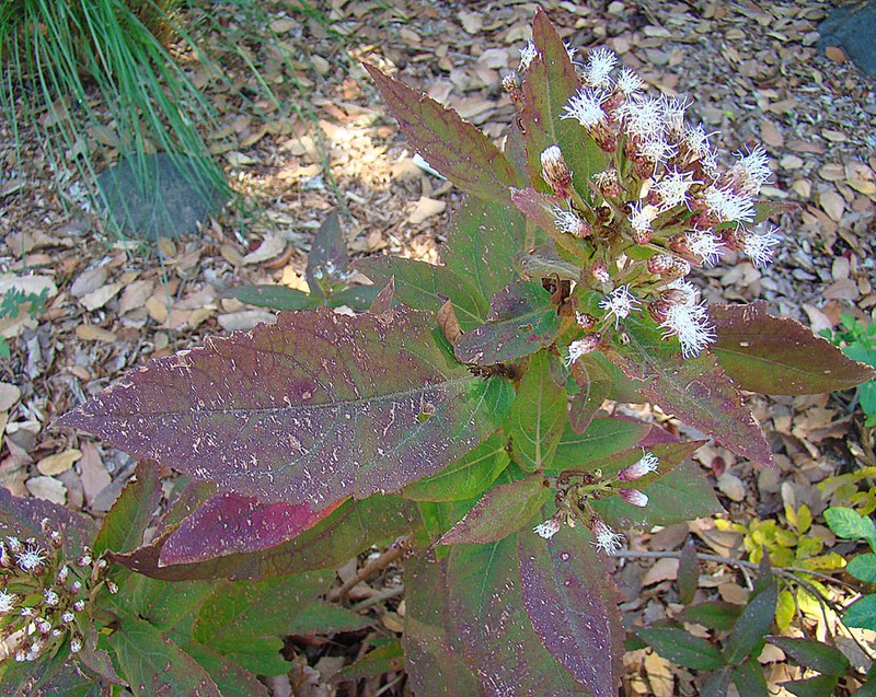 Chromolaena opadoclinia