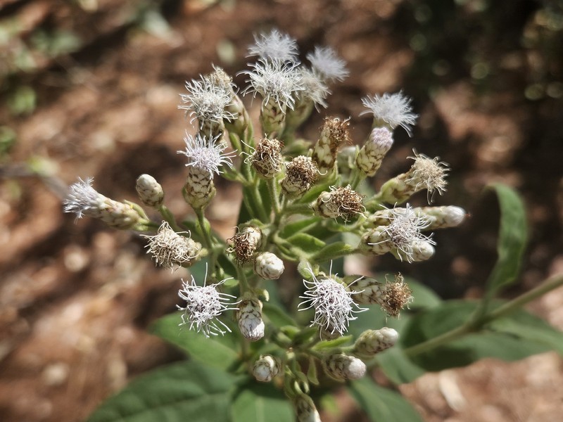 Chromolaena opadoclinia photo 7