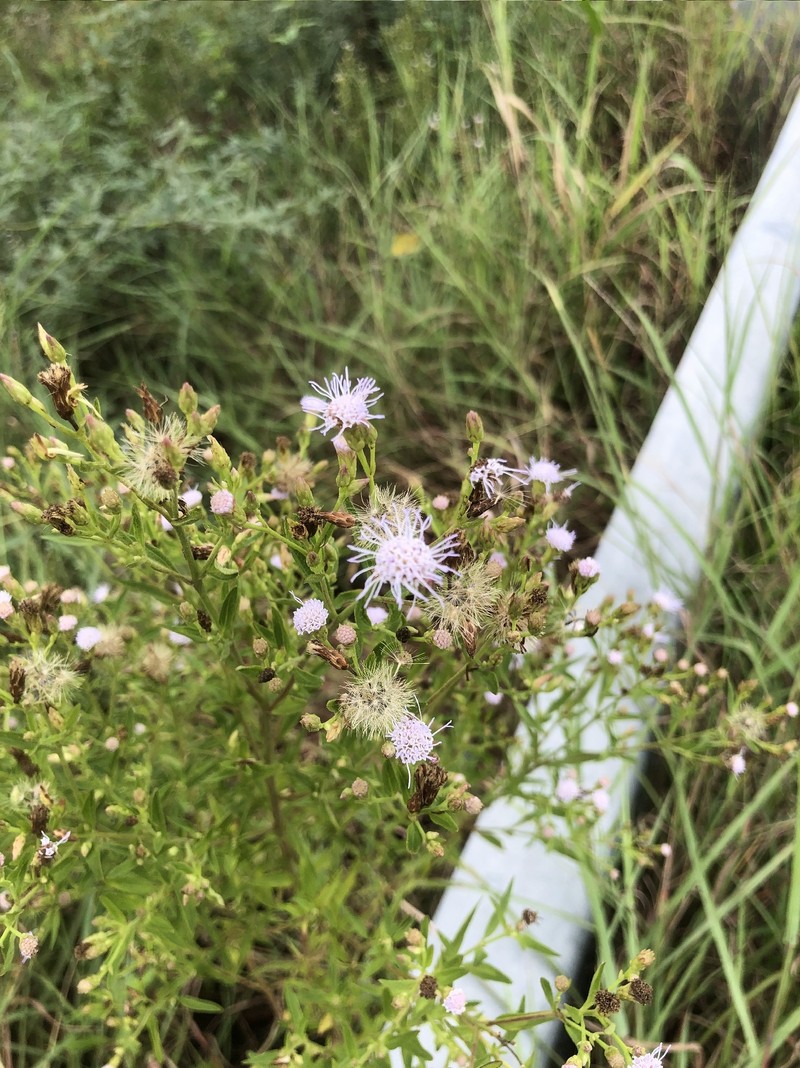 Chromolaena orbignyana photo 2